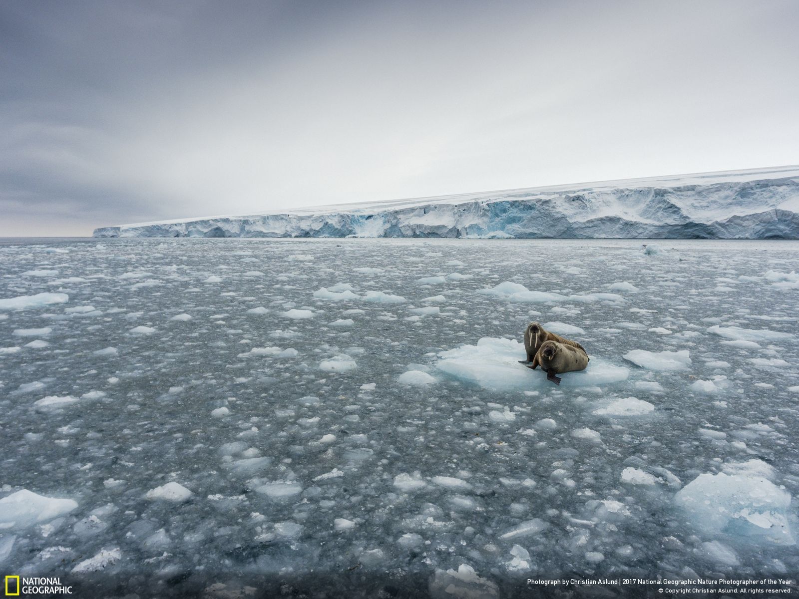 national-geographic-photographe-annee-animaux-nature-1