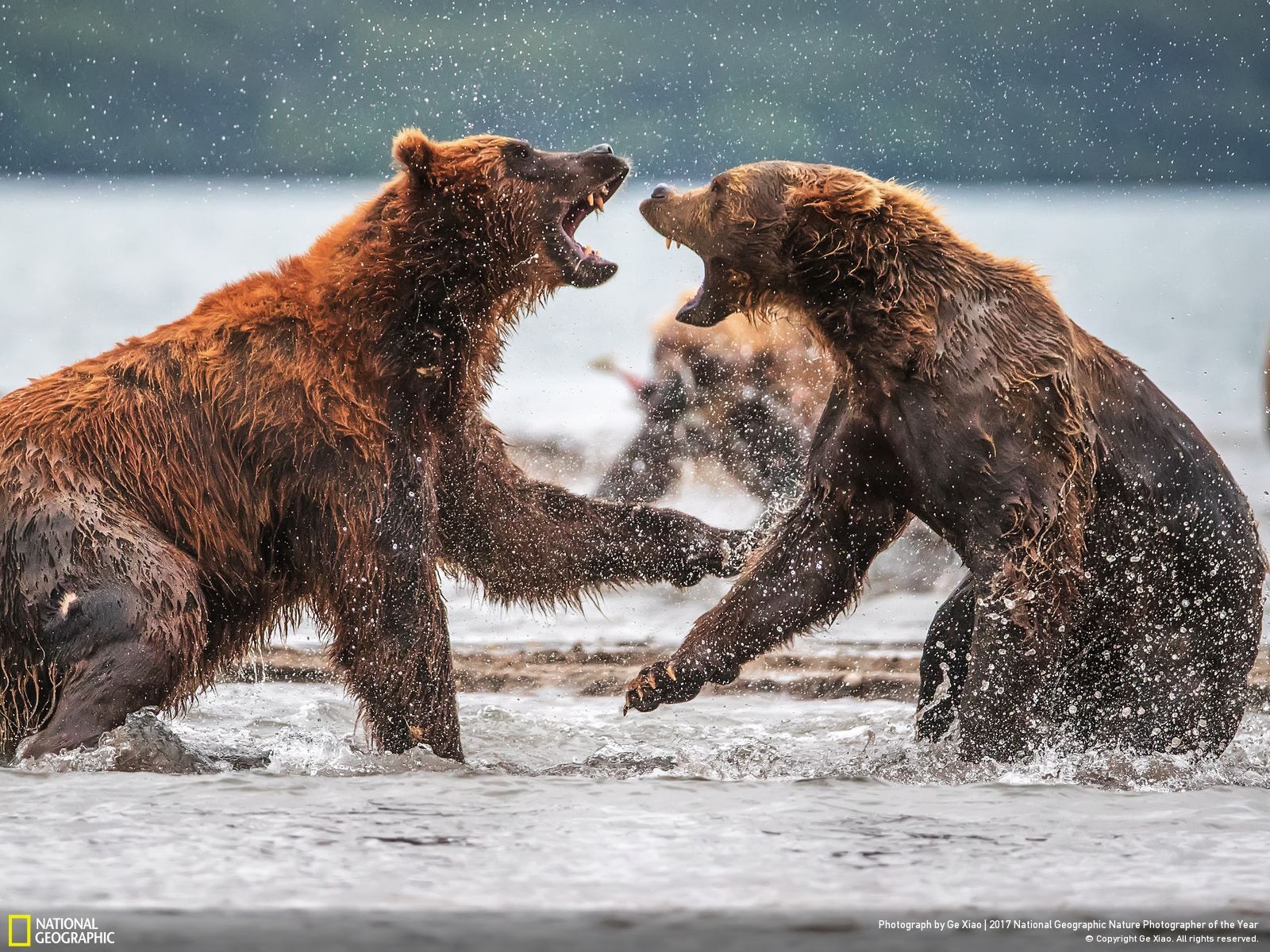 national-geographic-photographe-annee-animaux-nature-11