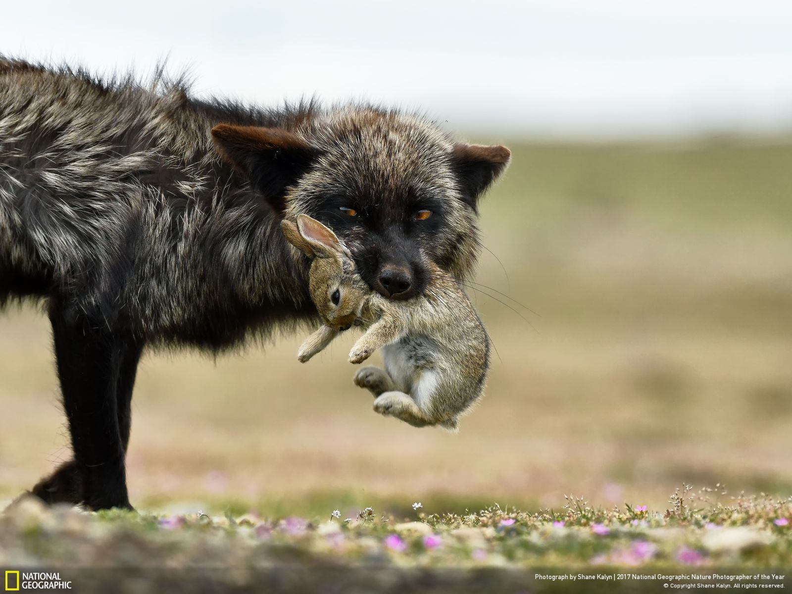 national-geographic-photographe-annee-animaux-nature-12 (1)