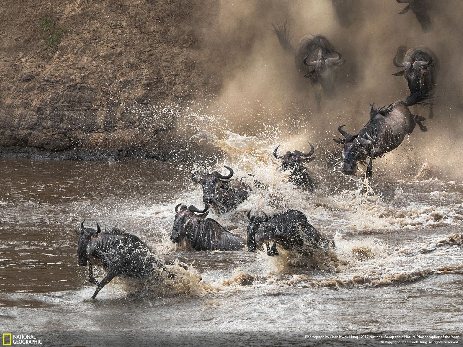 national-geographic-photographe-annee-animaux-nature-18