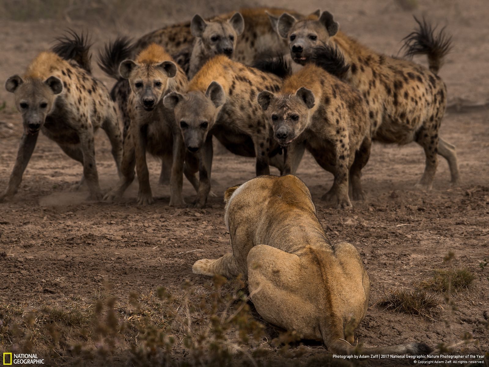 national-geographic-photographe-annee-animaux-nature-2 (1)