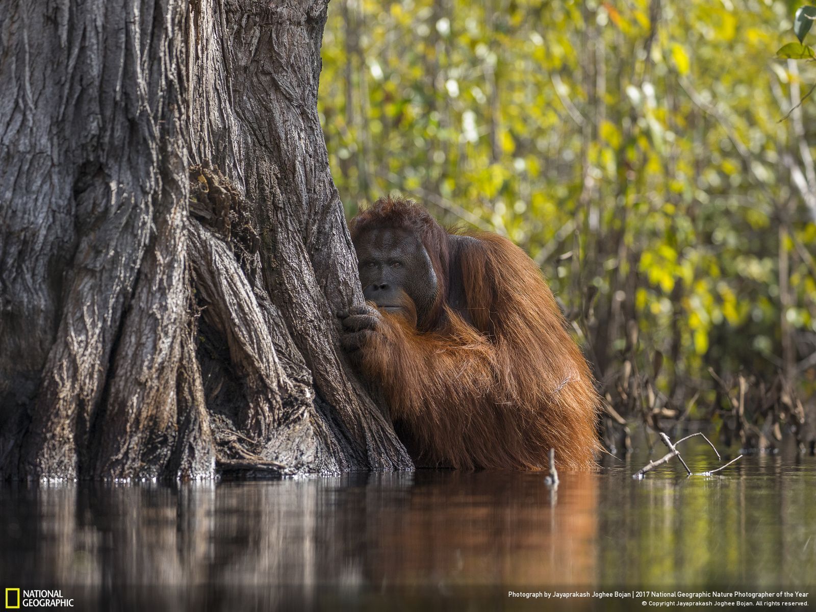 national-geographic-photographe-annee-animaux-nature-20