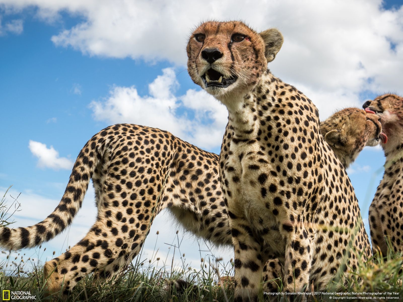 national-geographic-photographe-annee-animaux-nature-24