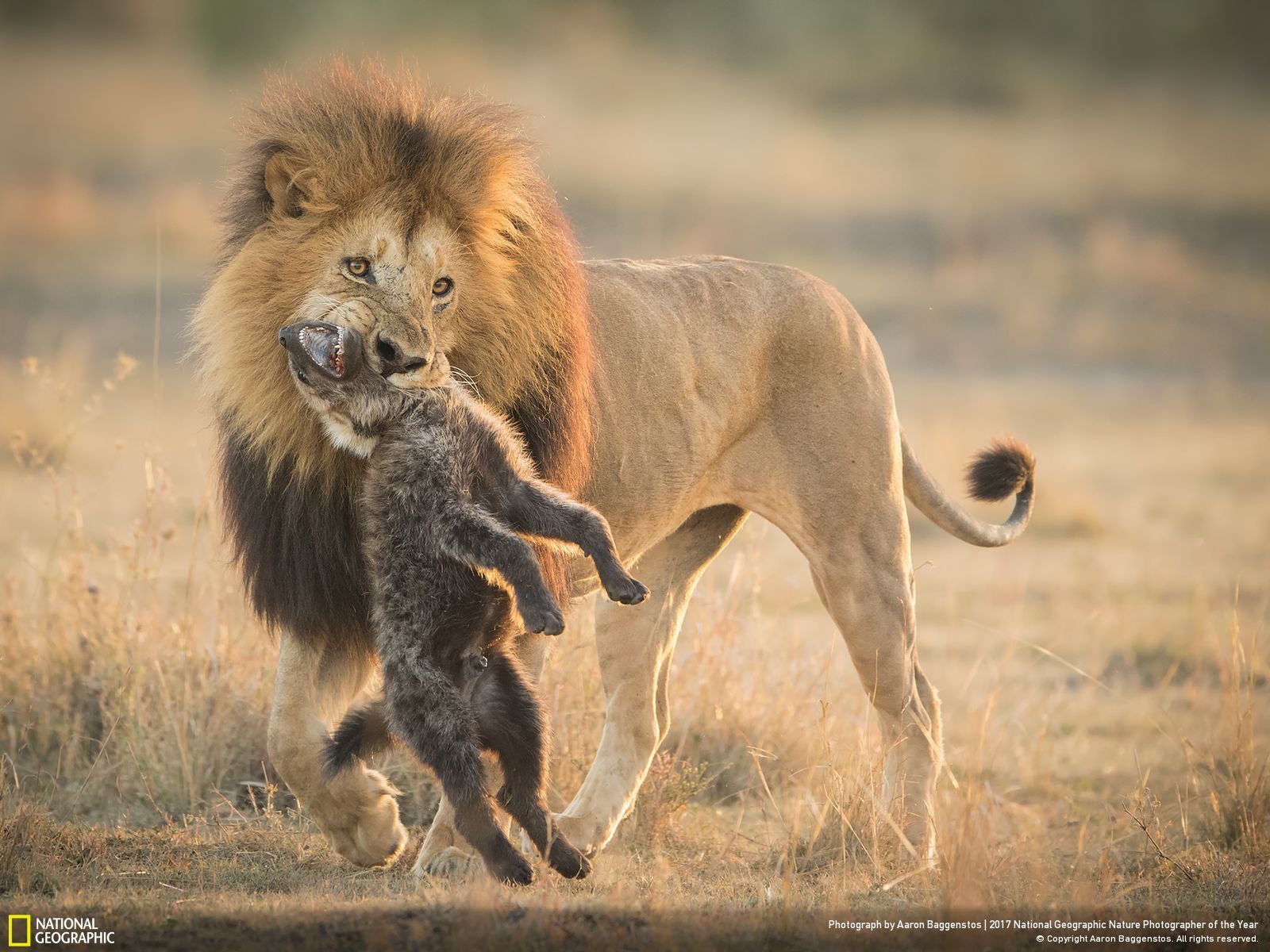 national-geographic-photographe-annee-animaux-nature-26