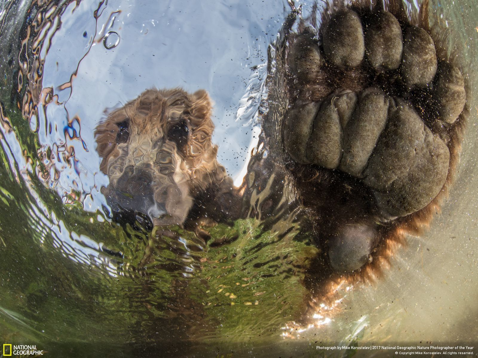 national-geographic-photographe-annee-animaux-nature-27