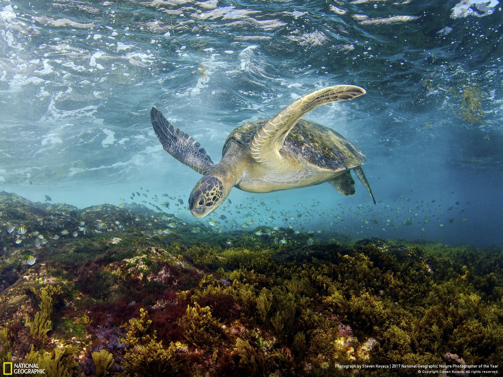 national-geographic-photographe-annee-animaux-nature-28