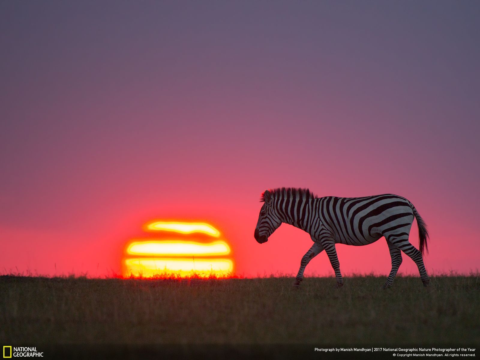 national-geographic-photographe-annee-animaux-nature-29