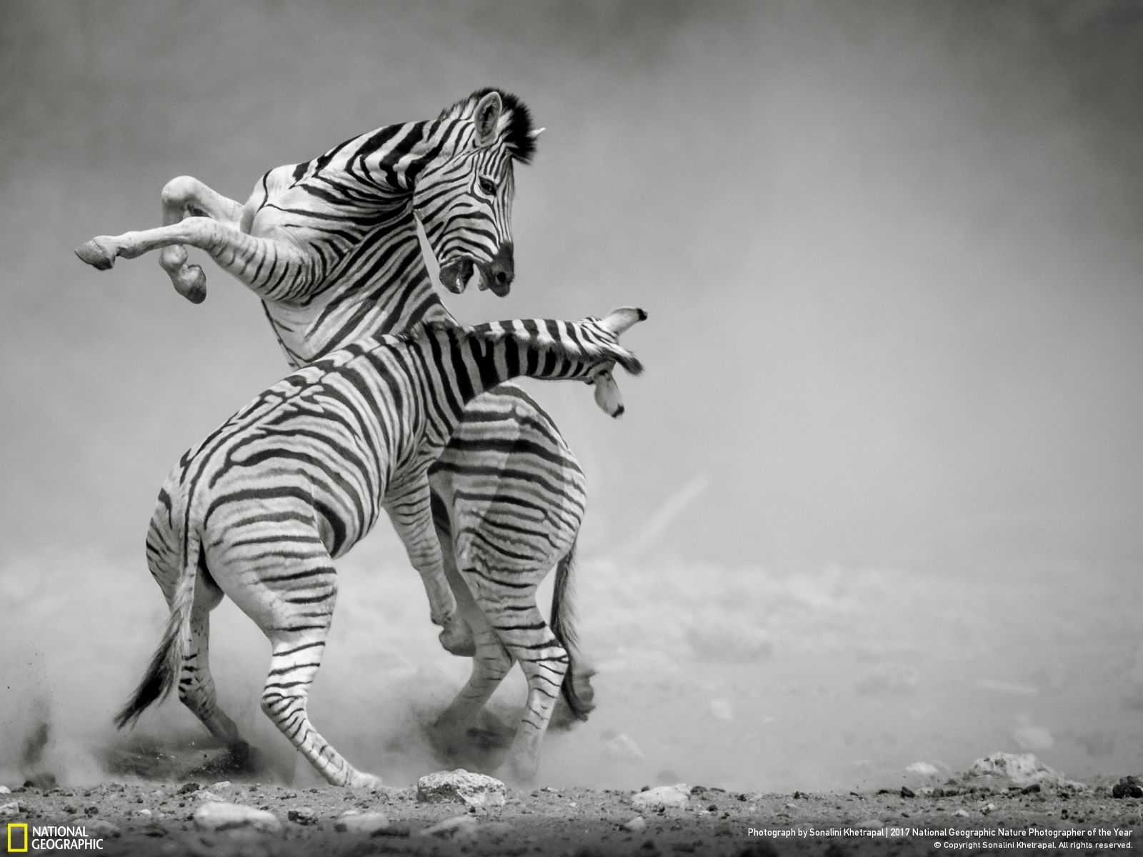 national-geographic-photographe-annee-animaux-nature-32