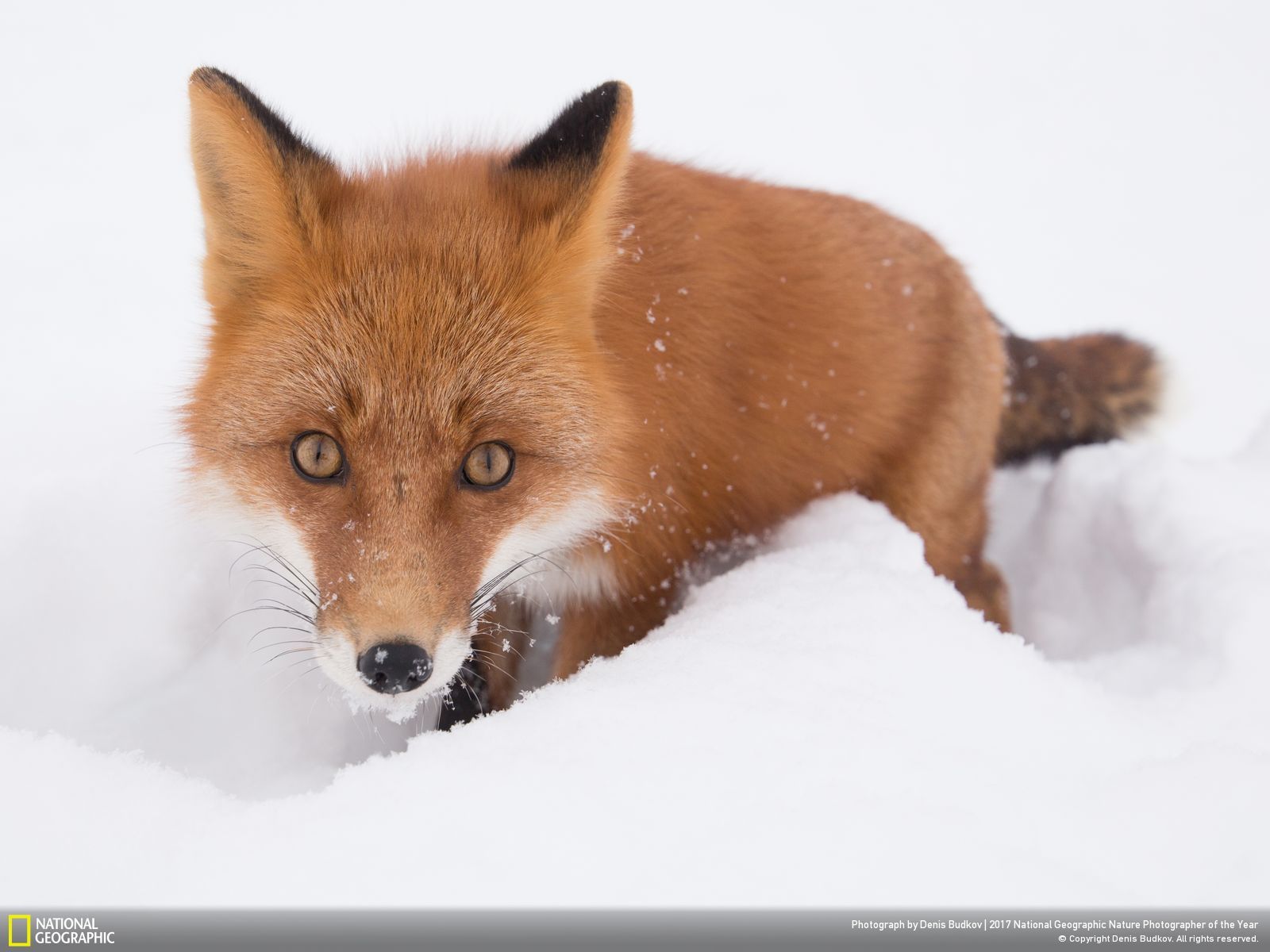 national-geographic-photographe-annee-animaux-nature-37