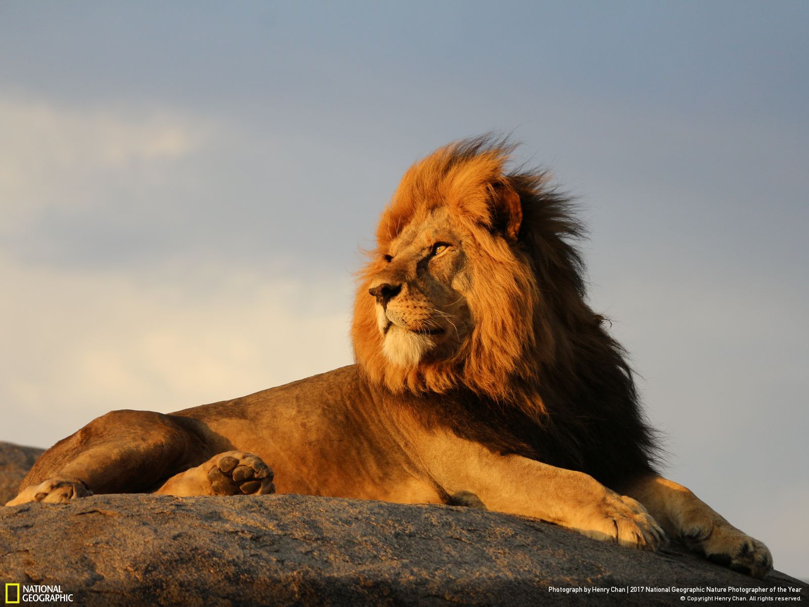 national-geographic-photographe-annee-animaux-nature-38