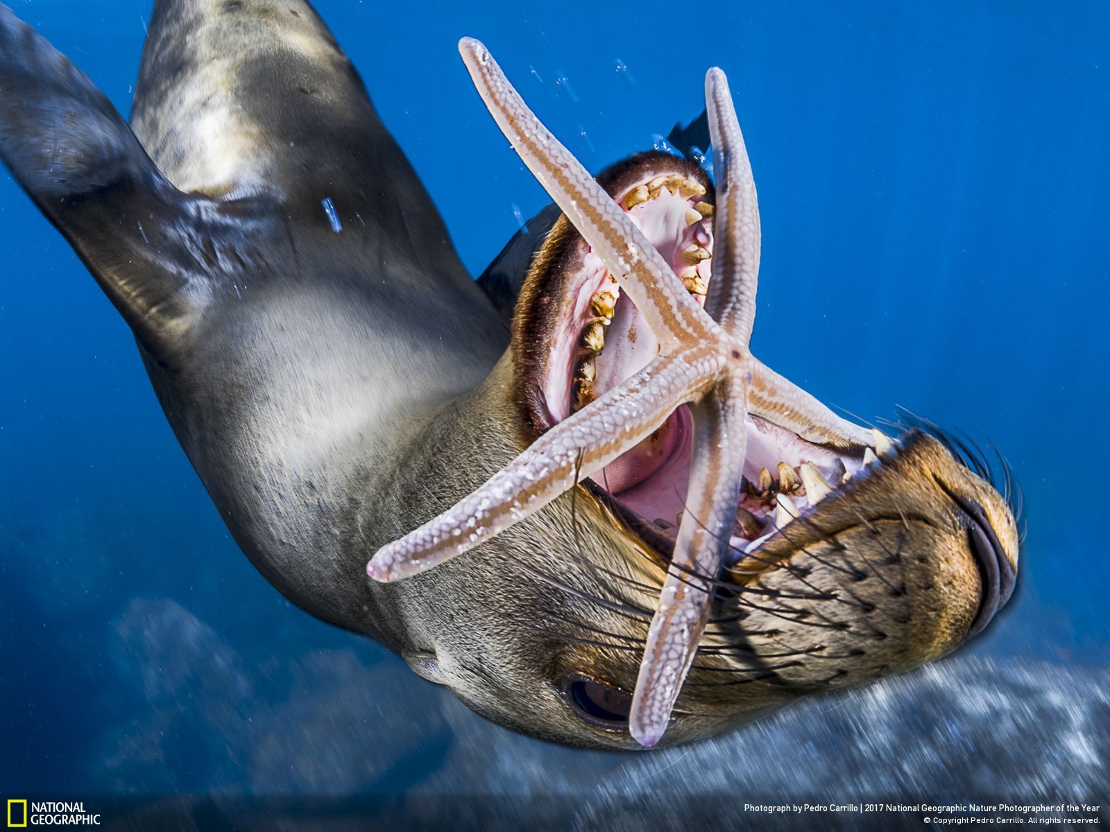 national-geographic-photographe-annee-animaux-nature-42