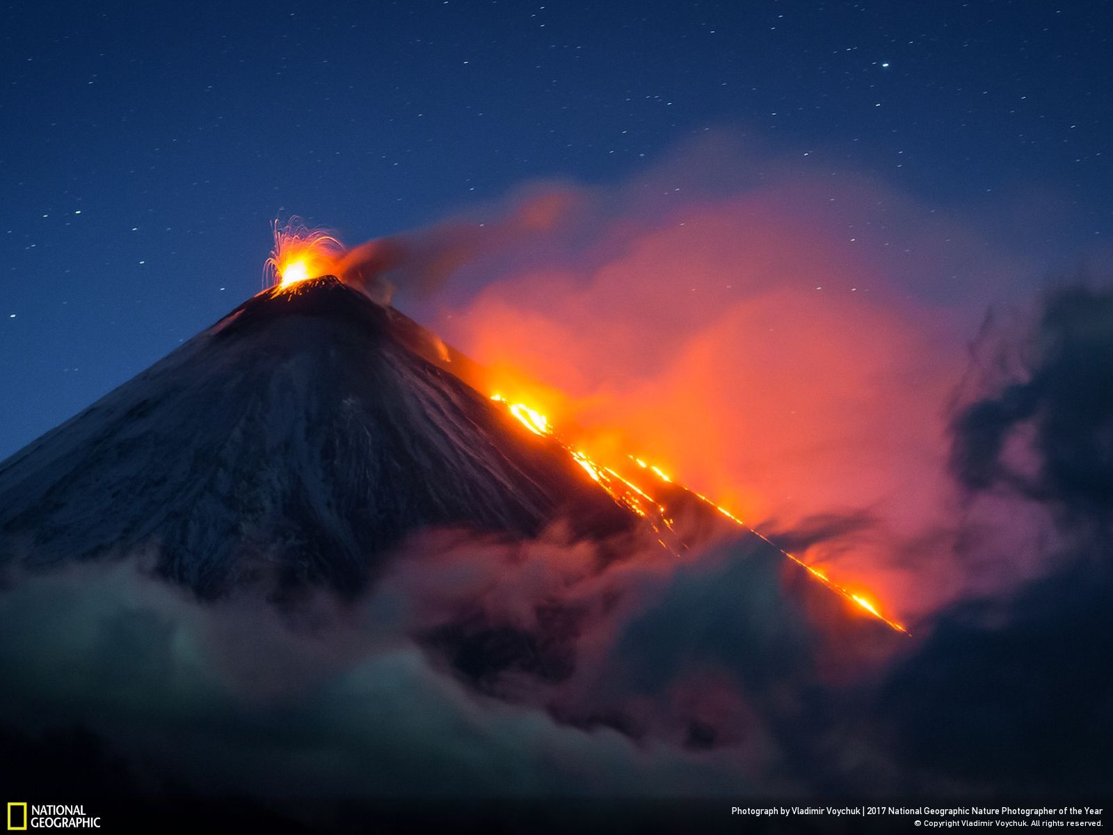 national-geographic-photographe-annee-animaux-nature-5